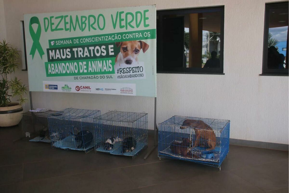 Imagem de compartilhamento para o artigo Prefeitura de Chapadão do Sul realiza adoção de cães e gatos nesta quarta-feira da MS Todo dia